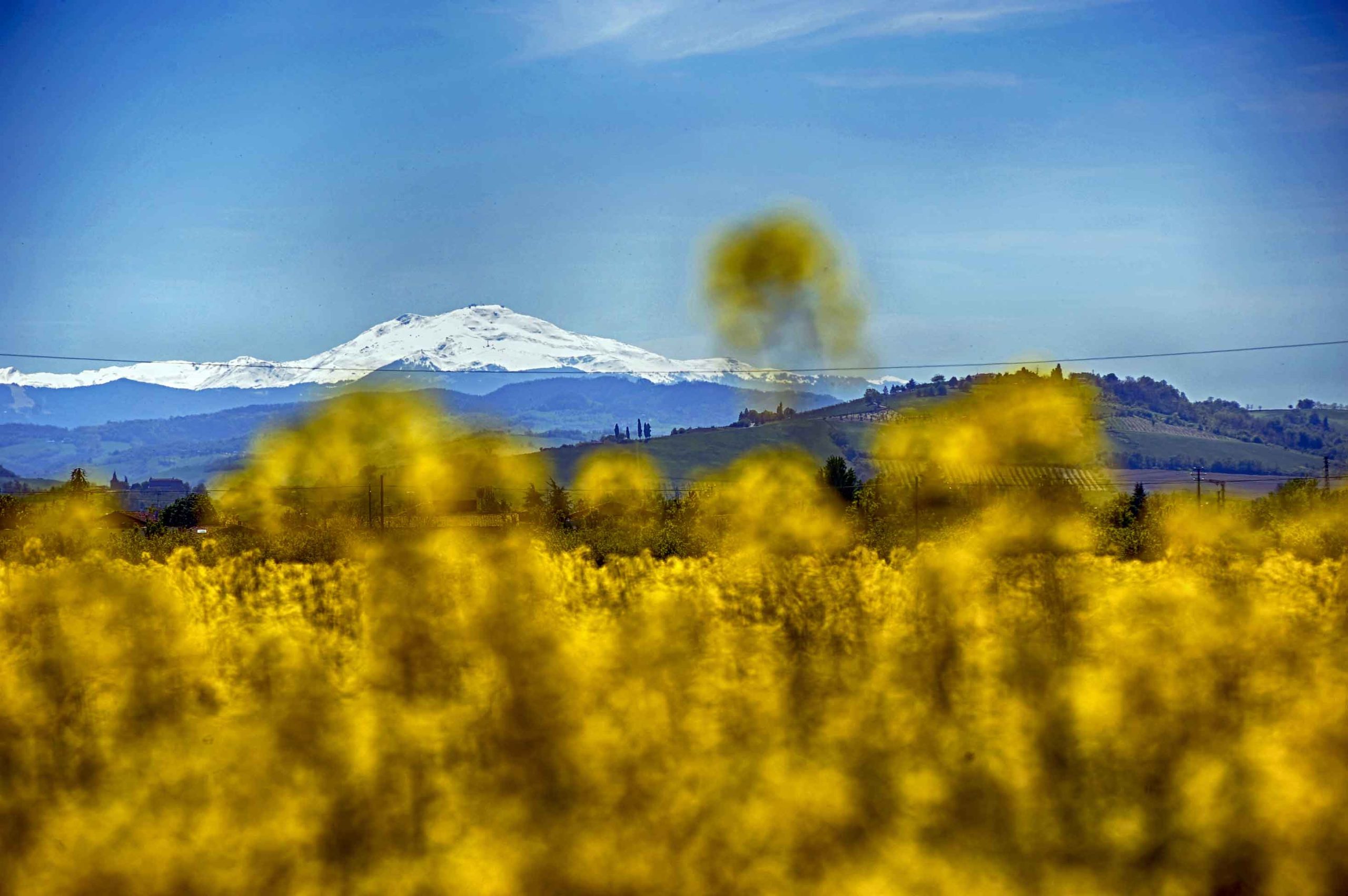 Flowers and Mountains